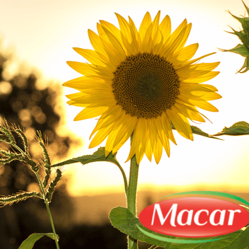 sunflower oil wholesale